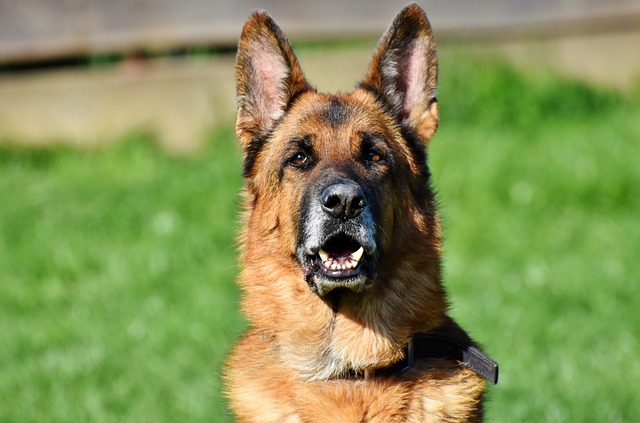 shepherd dog, german shepherd dog, old german shepherd dog