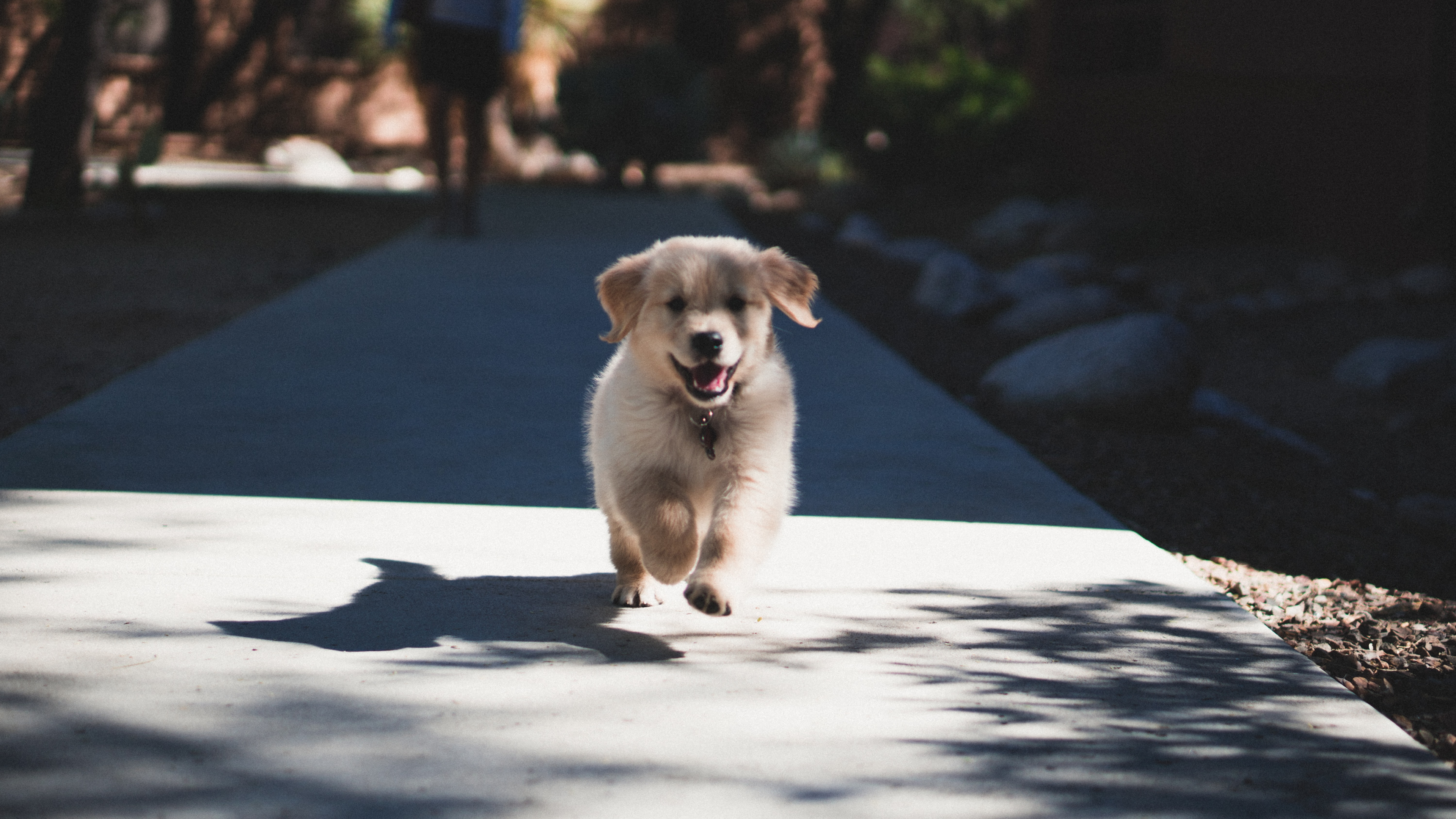 a happy puppy running towards the camera