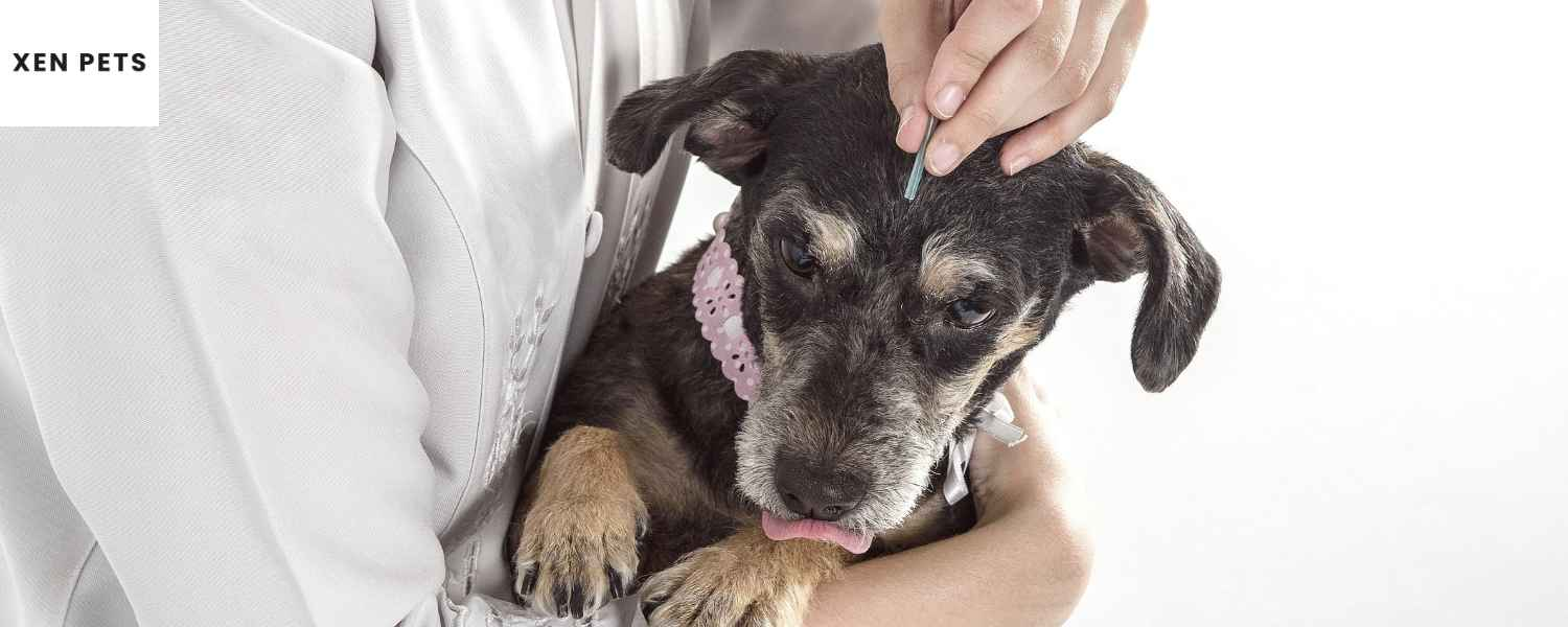 acupuncture treatment on a dog