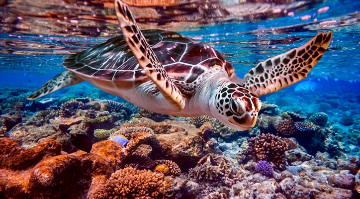 A turtle under the water.