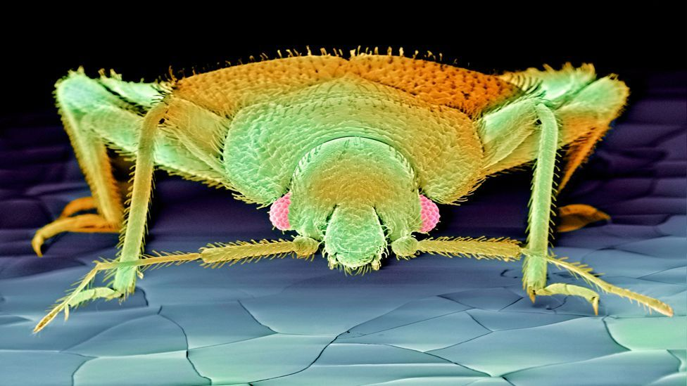 Banishing Bed Bugs: Unveiling Effective Extermination Methods