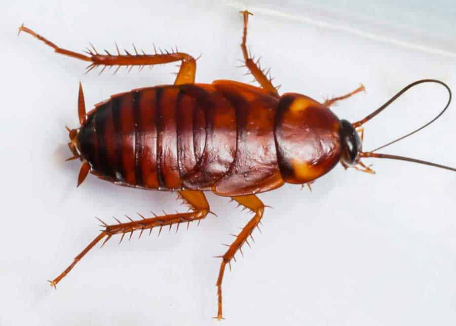 Unveiling the Enigma: Baby Roach Appearance Explained