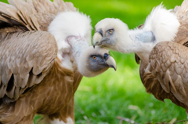 vultures, birds, pair