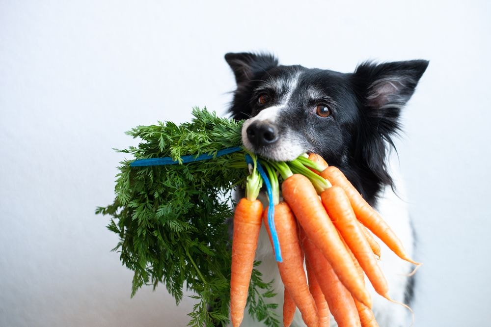 Thanksgiving Treats for Your Dog