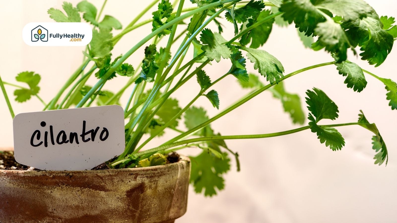Potted cilantro plant labeled with handwritten tag in indoor lighting