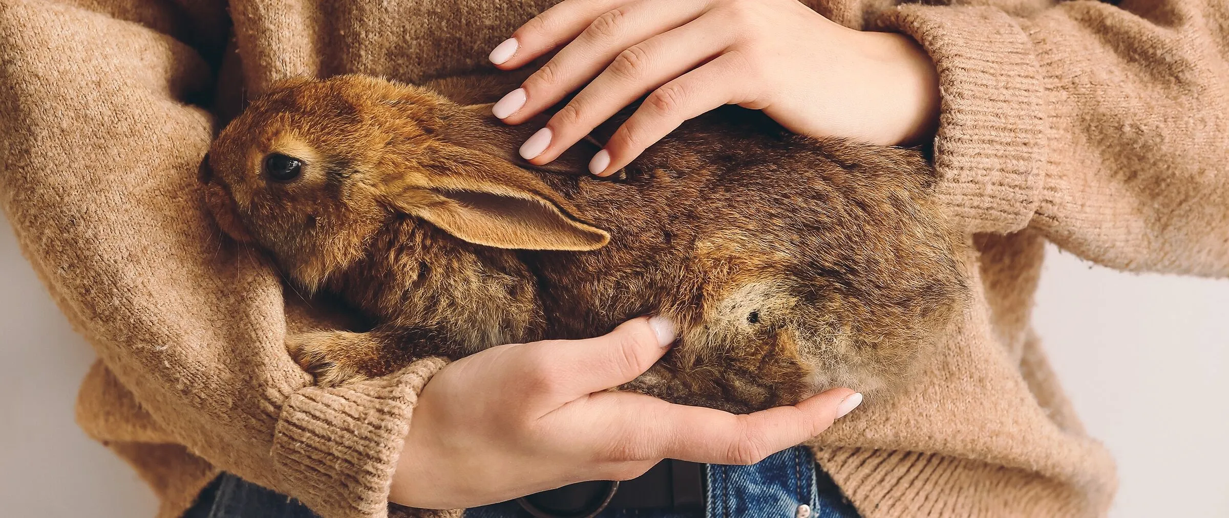 Safety and Quality of Rabbit Supplements