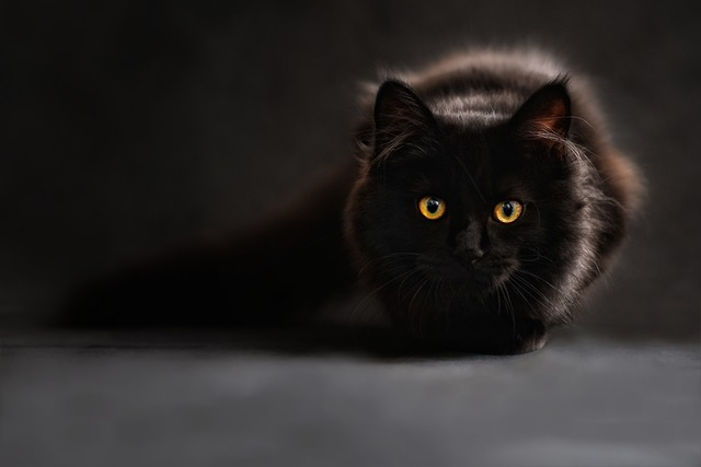 cat trained, cat behavior training