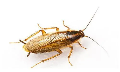 An image of a German cockroach.