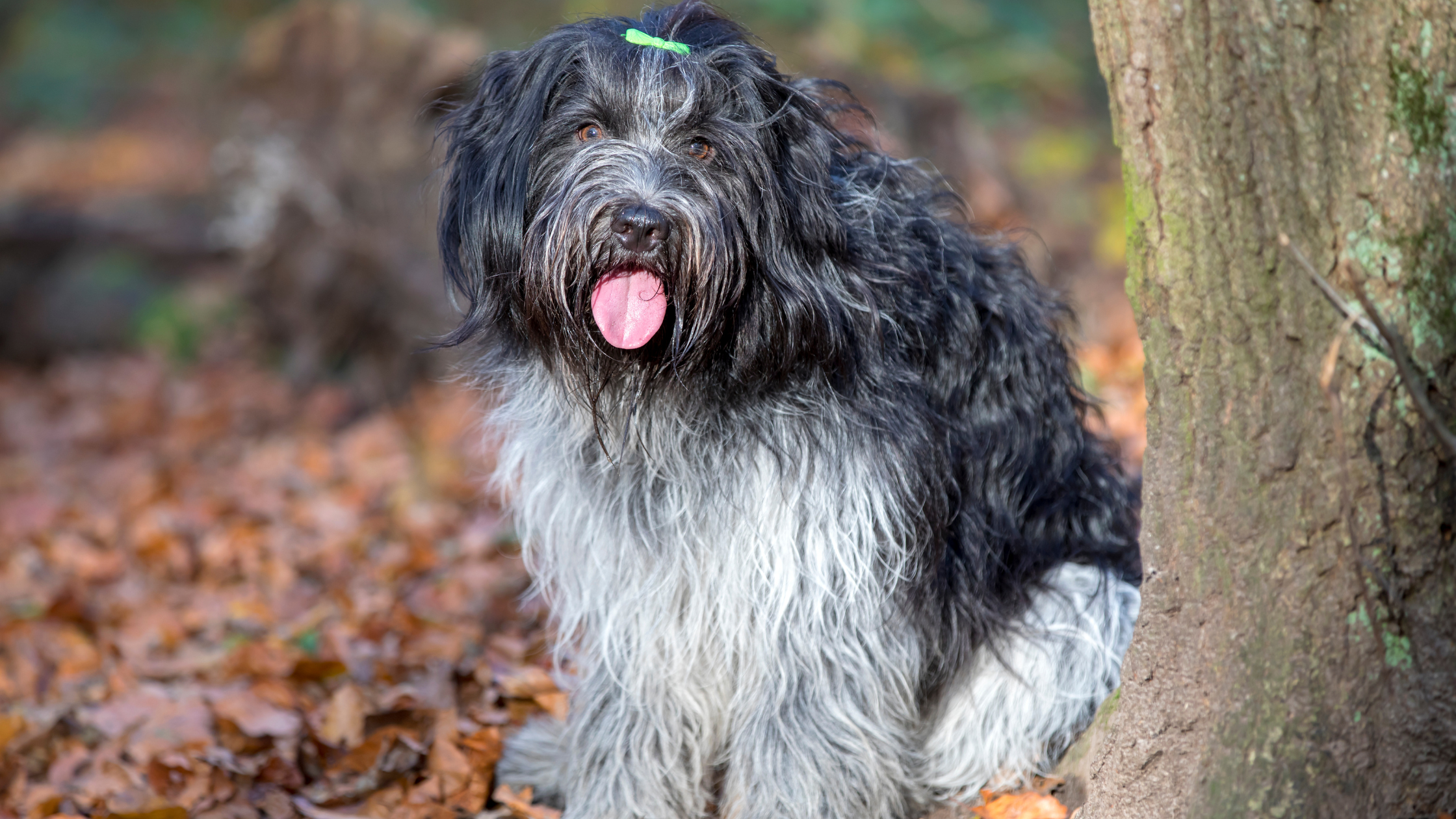 An adult Dutch Sheepdog standing next to a tree
