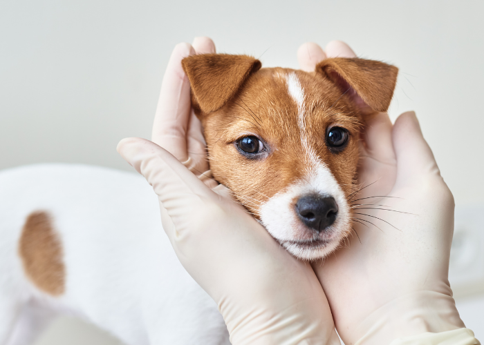 lleva tu perro a un veterinario si está enfermo