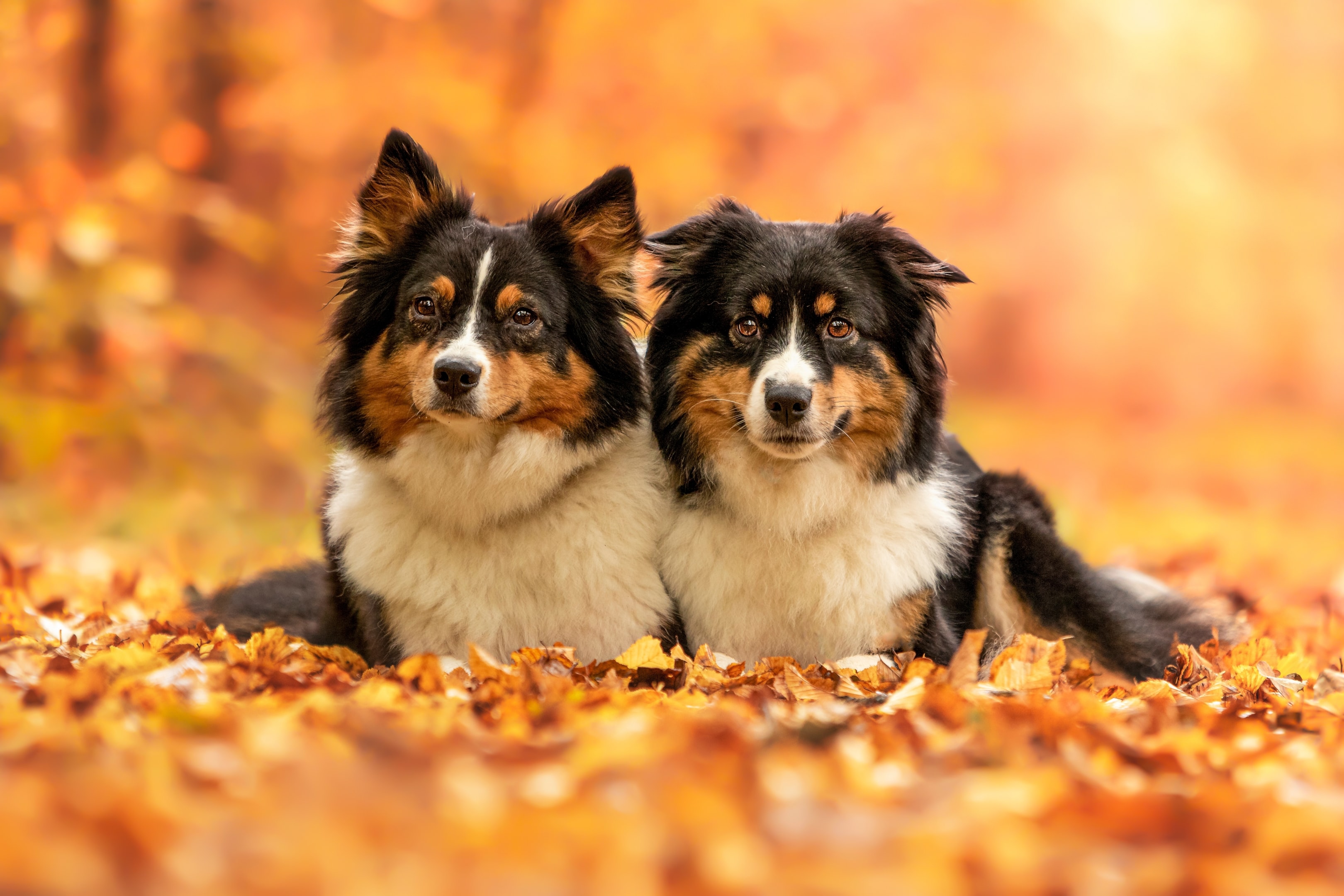 Minishepard Miniature American Shepherd - FurLyfe!