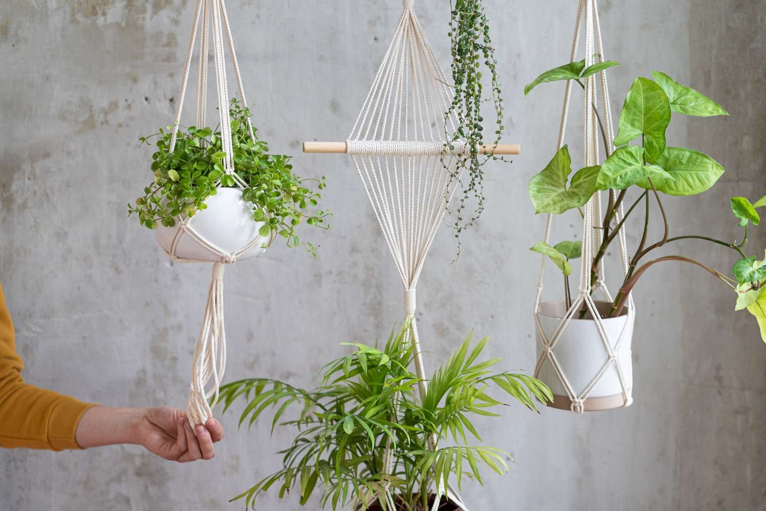 Best Hanging Plants For Vertical Greenery