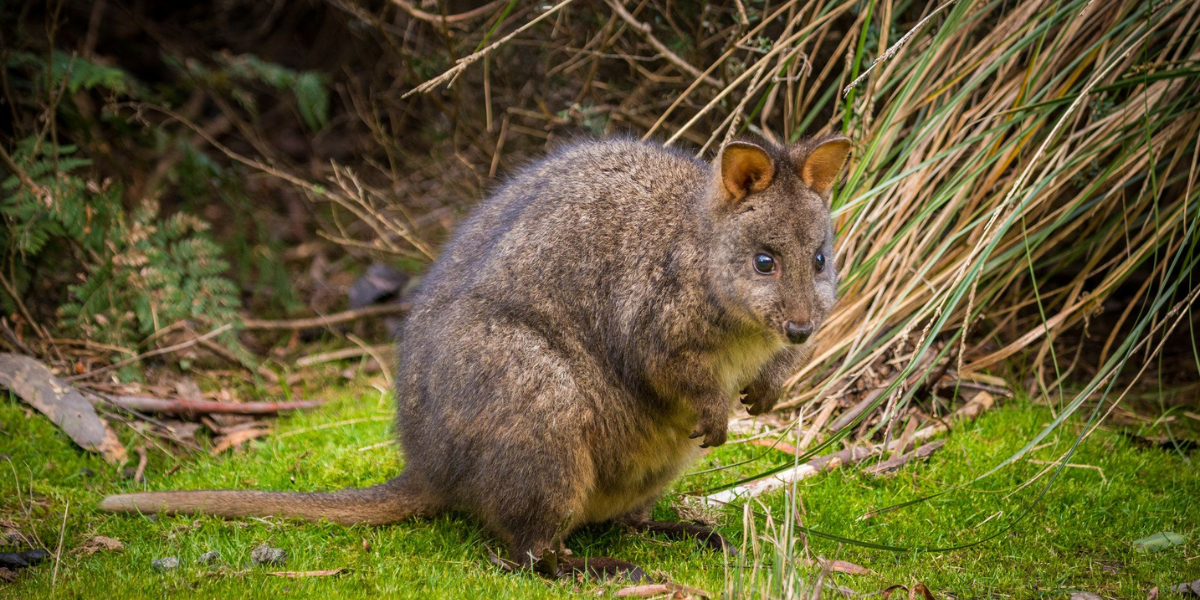 interesting animals in tasmania