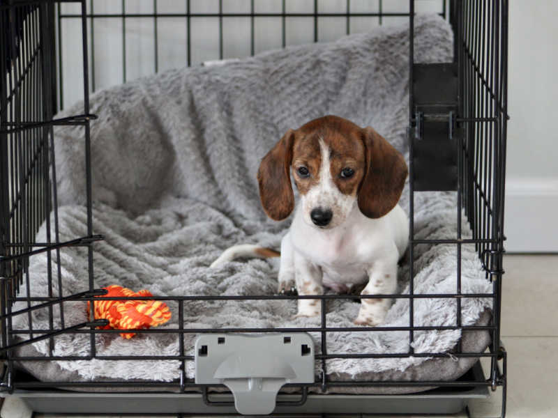 small dachsund puppy in their crate with a toy with the door open