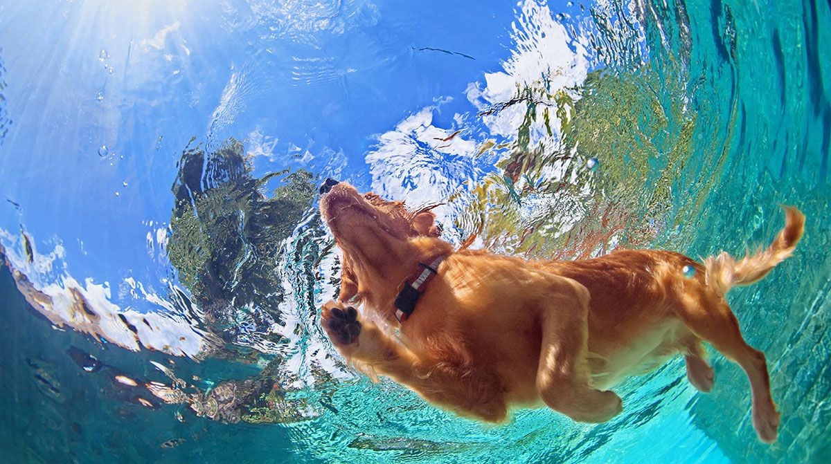 certain dogs breeds, many dogs breeds, dogs love to swim