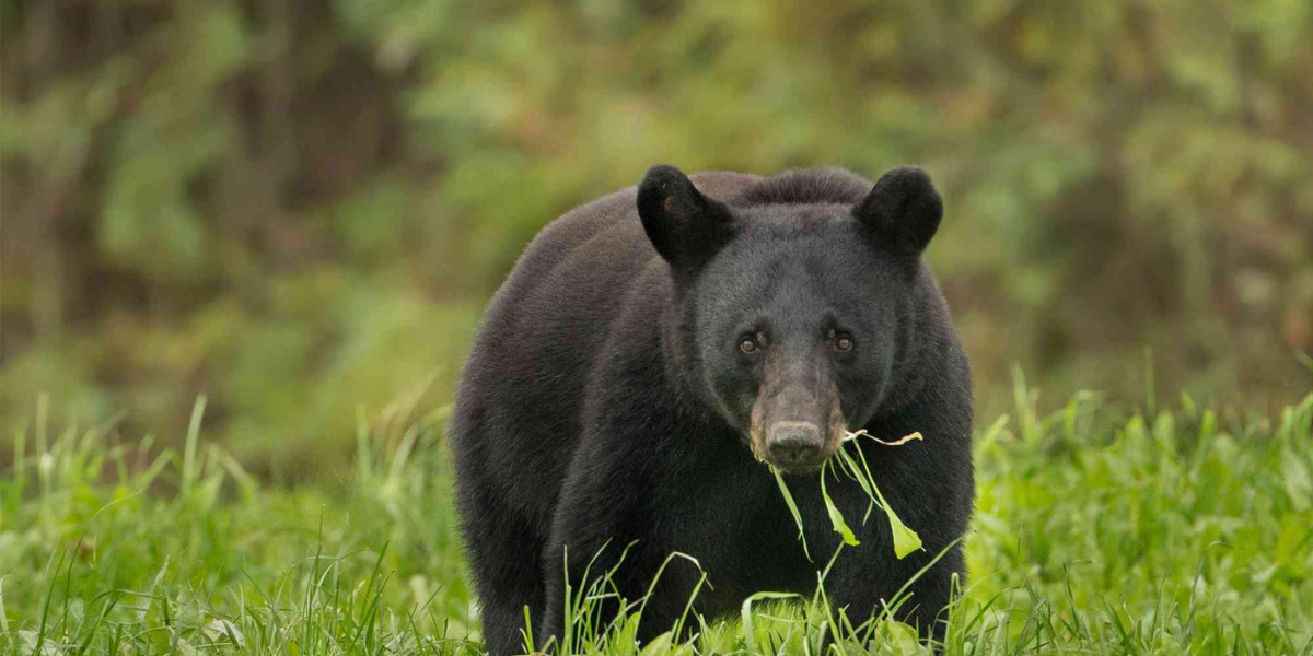 13 Interesting Animals In Kentucky