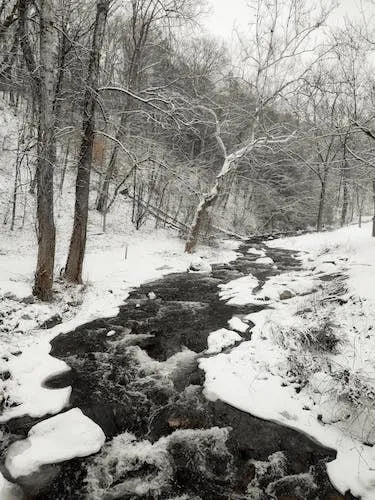 Horse drawn carriage rides or a winter wildlife eagle cruise past a babbling brook