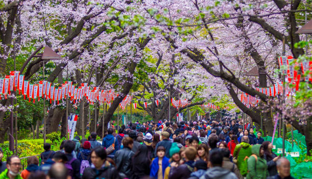What is Sakura fever?