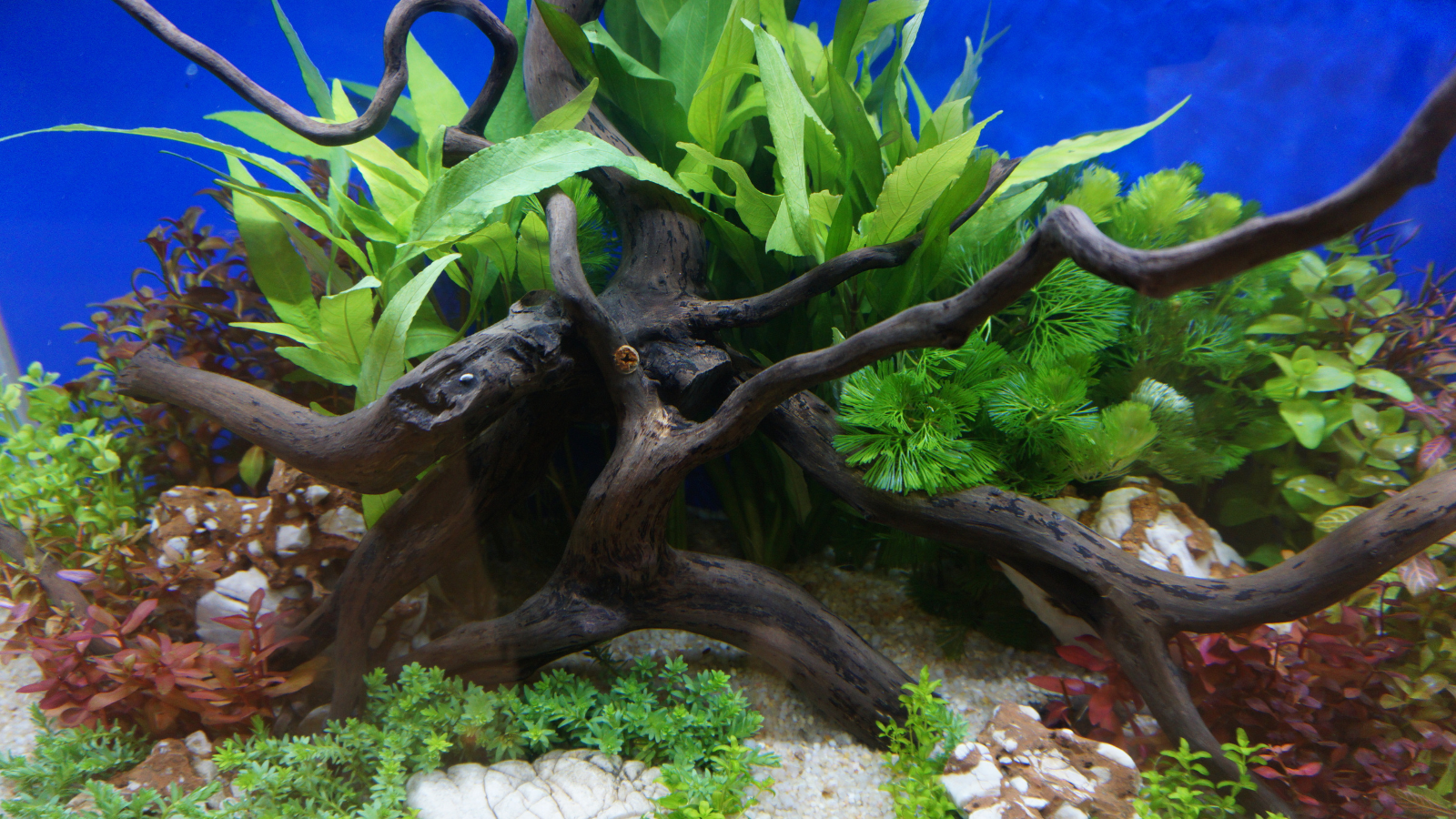 For a natural buffer, add wood to your aquarium.