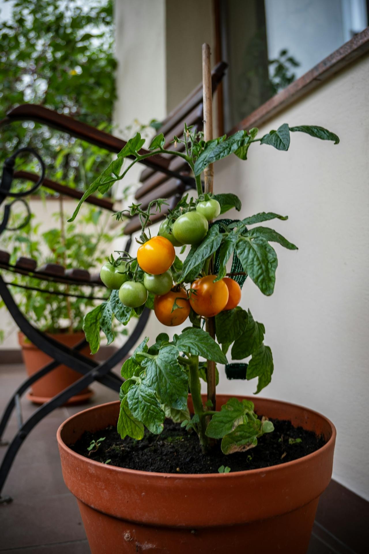 A healthy tomato in a pot. A healthy tomato in a pot.