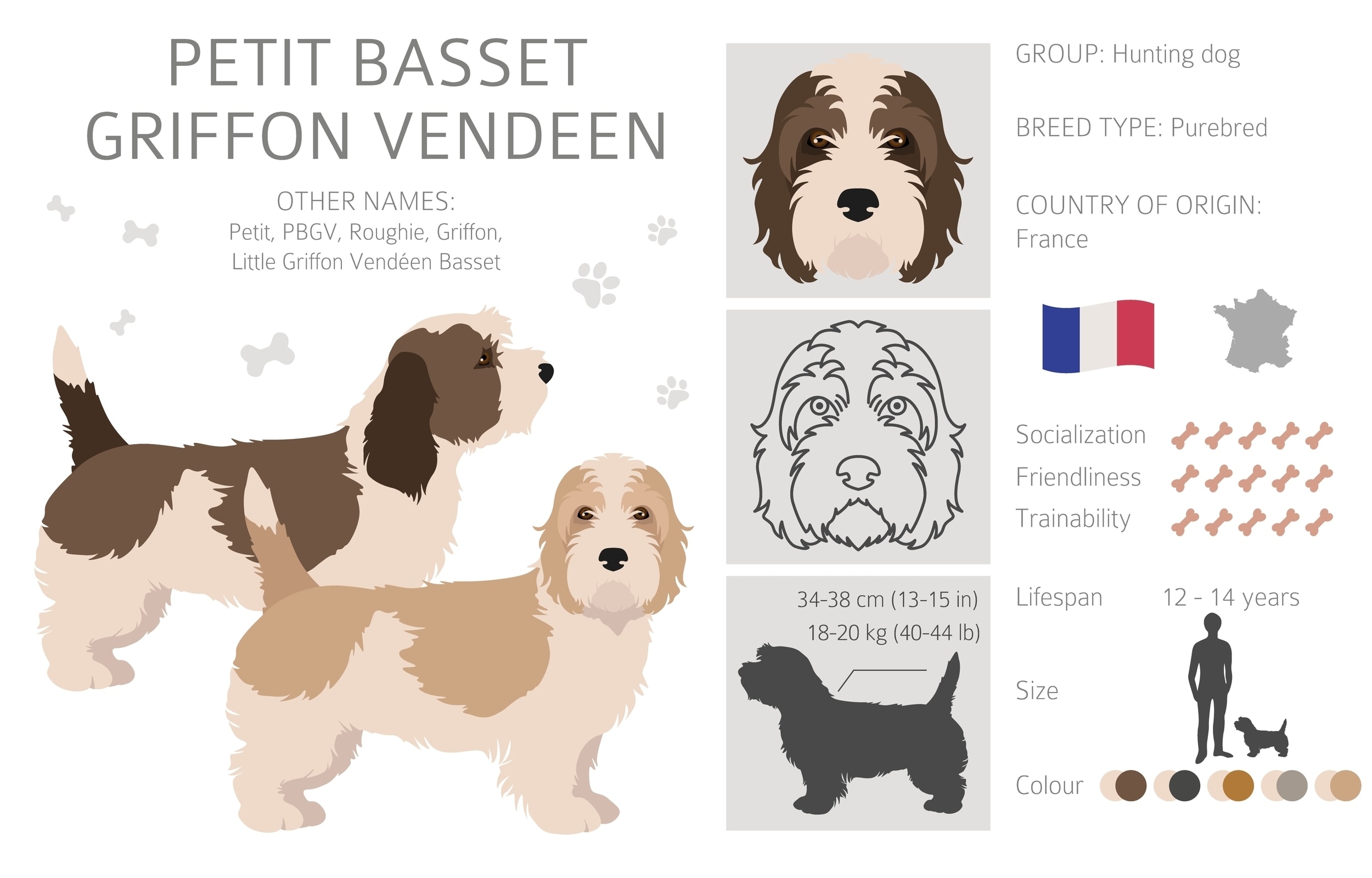 An infographic of the Petit Basset Griffon Vendeen