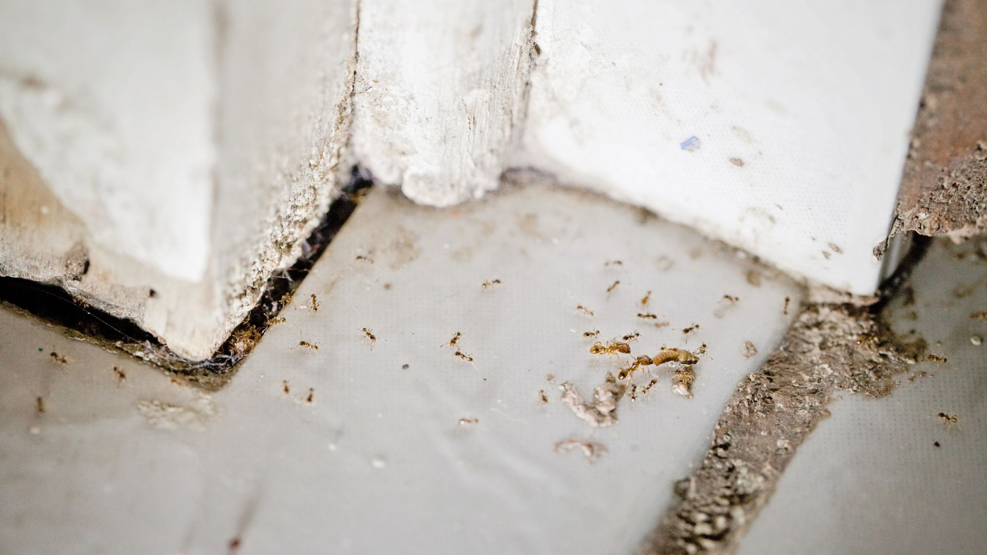 An image of ants bringing food into their indoor nest.