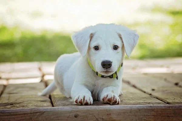 quail canyon labs; diamond p labradors; family companion