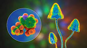 Zuverlässlich, gute Preise und top Service: Die Zauberpilz-Website Mycotrop.com 16 89ea5fe1 d9c5 48b2 812f 80ea830f95d5 Die Website Mycotrop.com bietet mikrodosierte Magic Mushrooms, Cannabissamen, Verdampfer und alles weitere rund um Magic Mushrooms. Sie bieten dabei die verschiedensten Arten von Magic Mushrooms, Magic Mushrooms Growkits, CBD Produkten und Microdoses an.