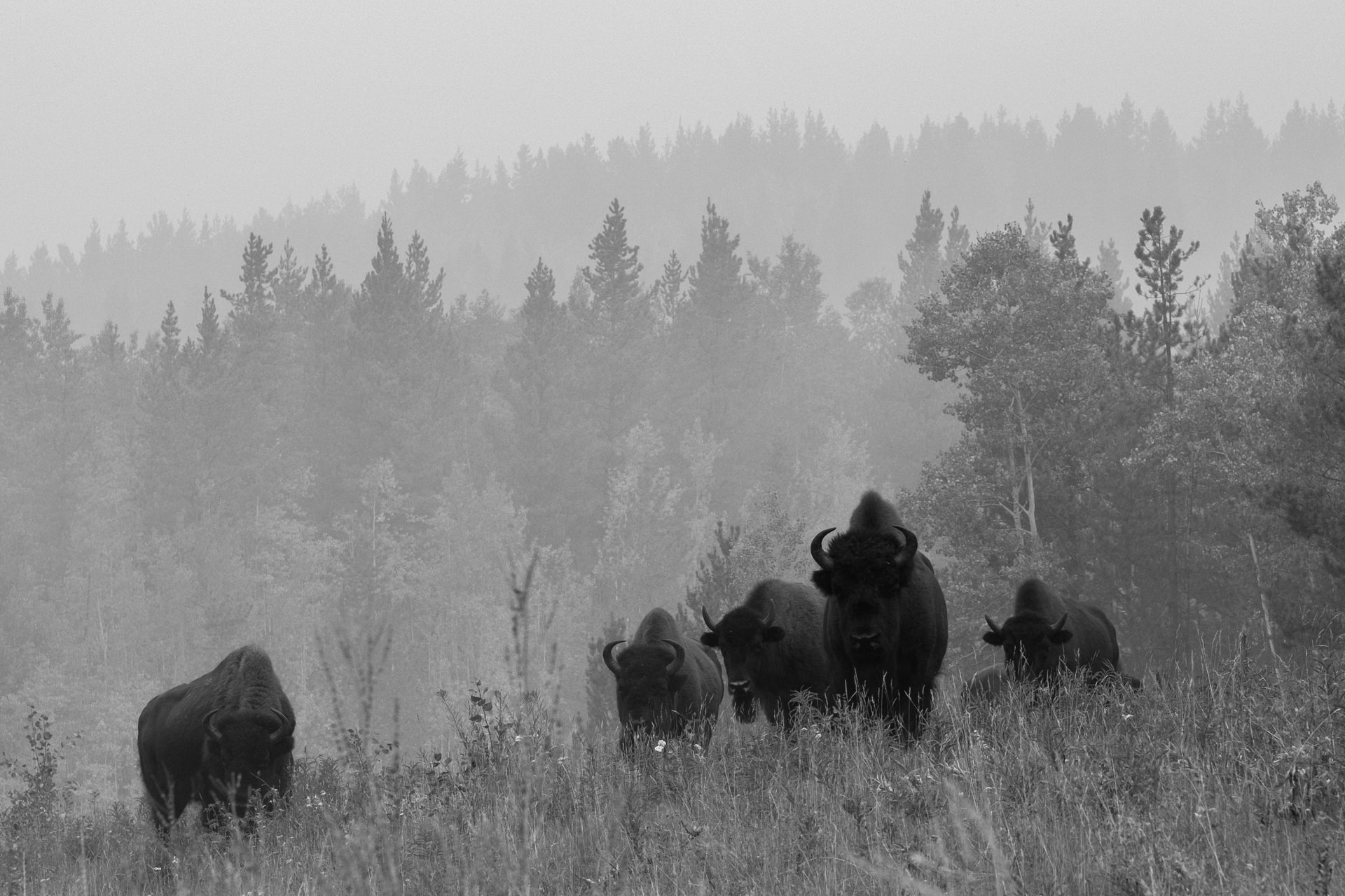 A group of five Bison in a field.