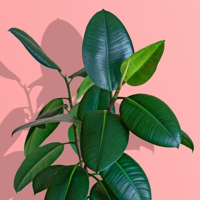 care for a rubber, rubber plant care