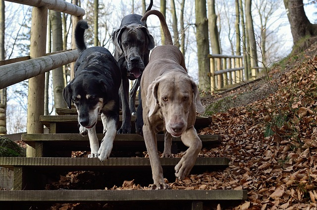 three dogs, weimaraner, pack