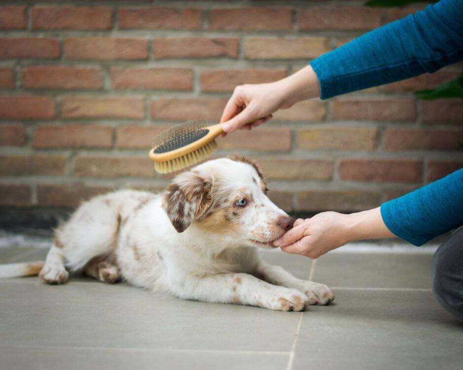 A person grooming a dog to prevent dog smells in carpets