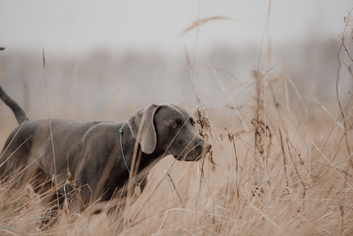 A Weimaraner in an autumn field