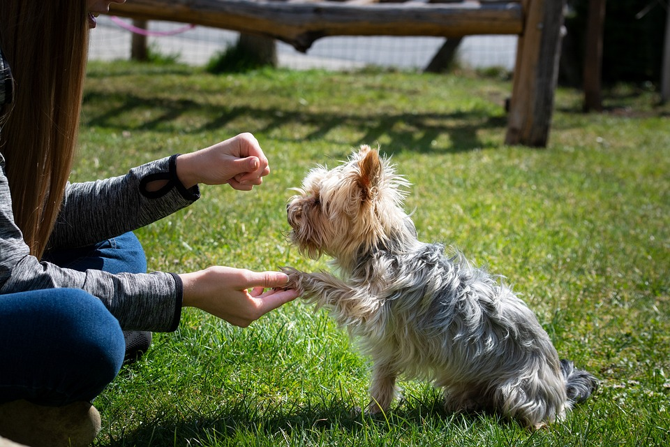 dog giving a paw to owner