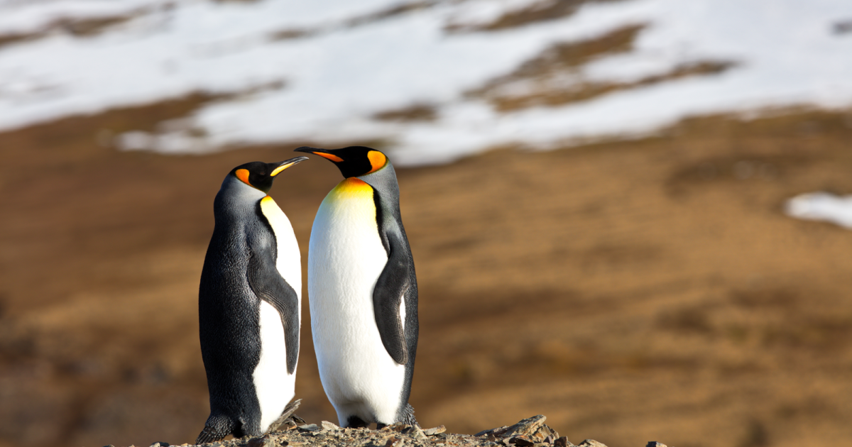 An image of two dancing penguins, symbolizing the positive transformation in relationships through Loving at Your Best Marriage and Couples Counseling in New York City, specifically designed for couples dealing with obsessive-compulsive personality disorder (OCPD), emphasizing the potential for joy and connection in their partnership.