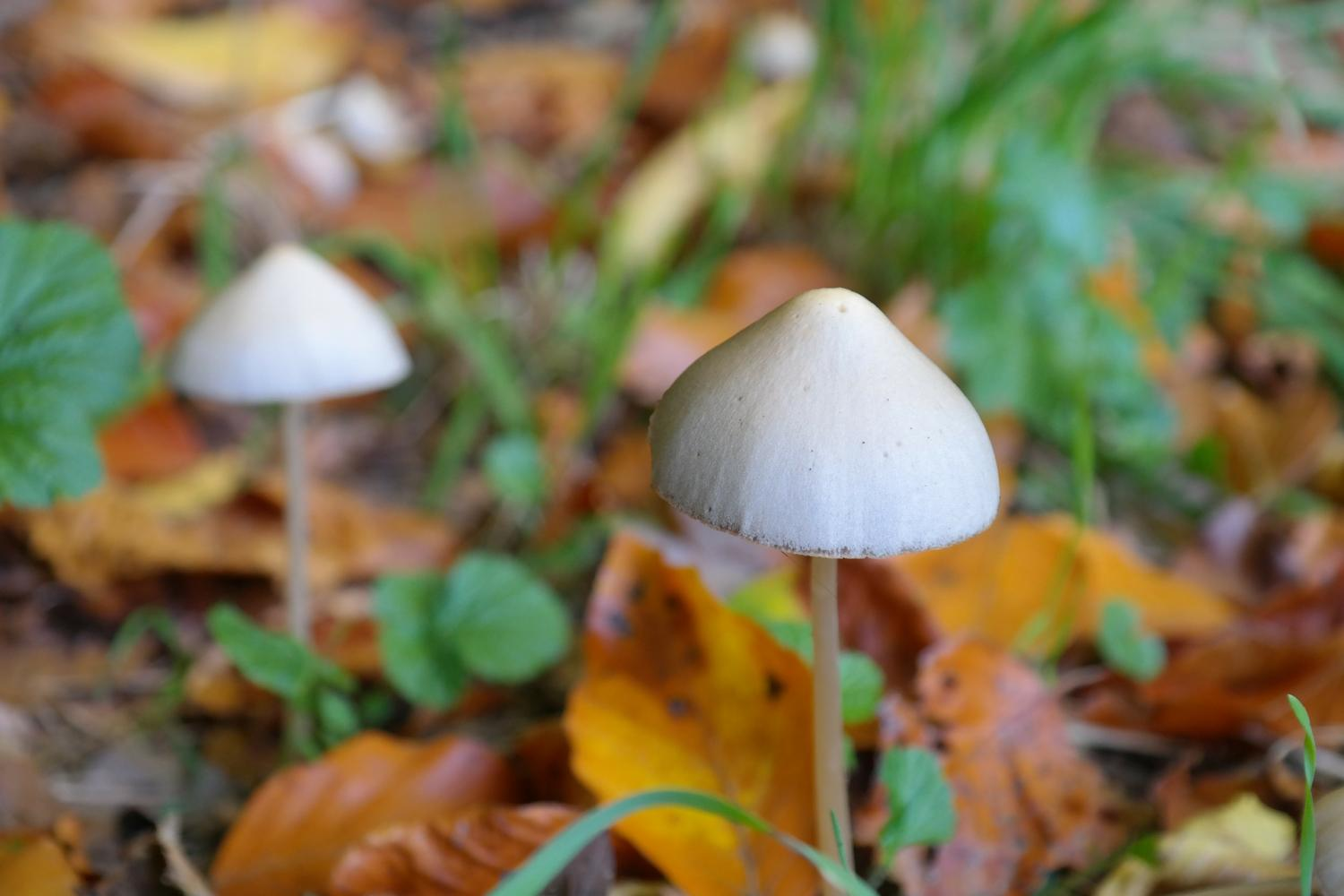 eating shrooms, psilocybin containing mushrooms