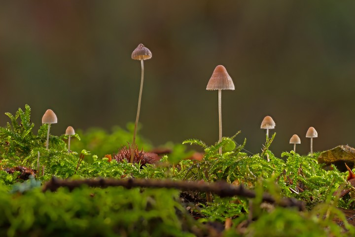 Psilocybe Tampanensis Magic Mushroom