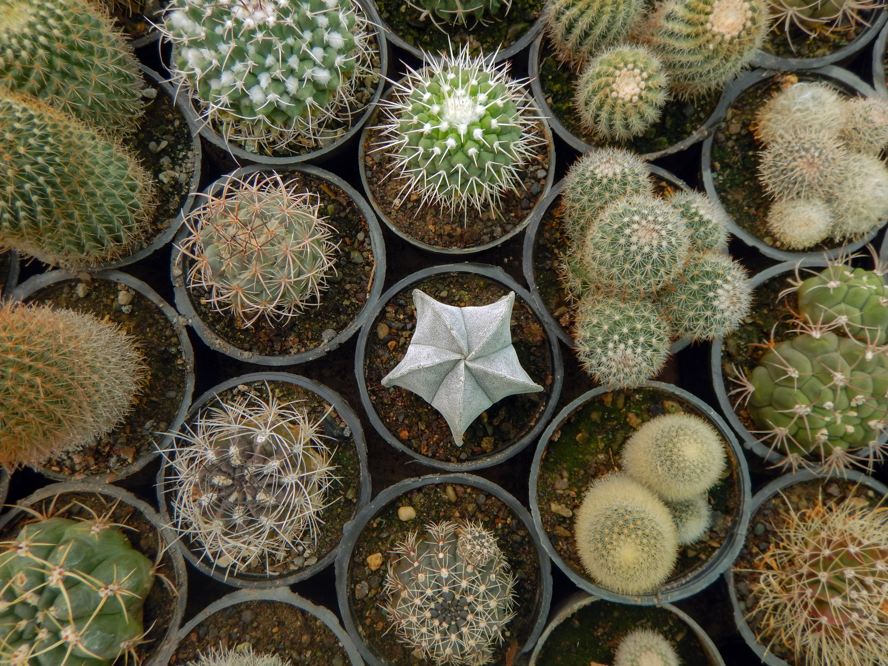 Wiele małych kaktusów o różnych kształtach widziane od góry.