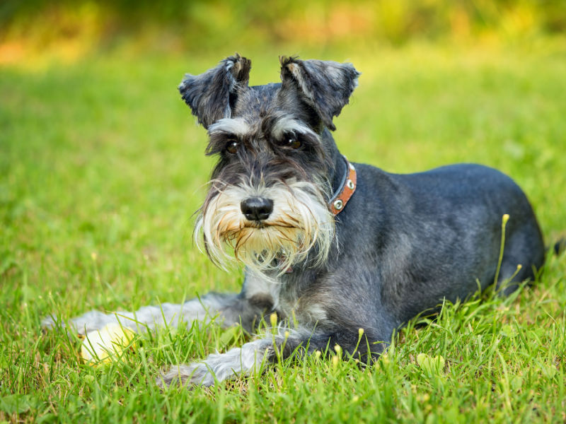 miniature schnauzer sitting in grass with tennis ball