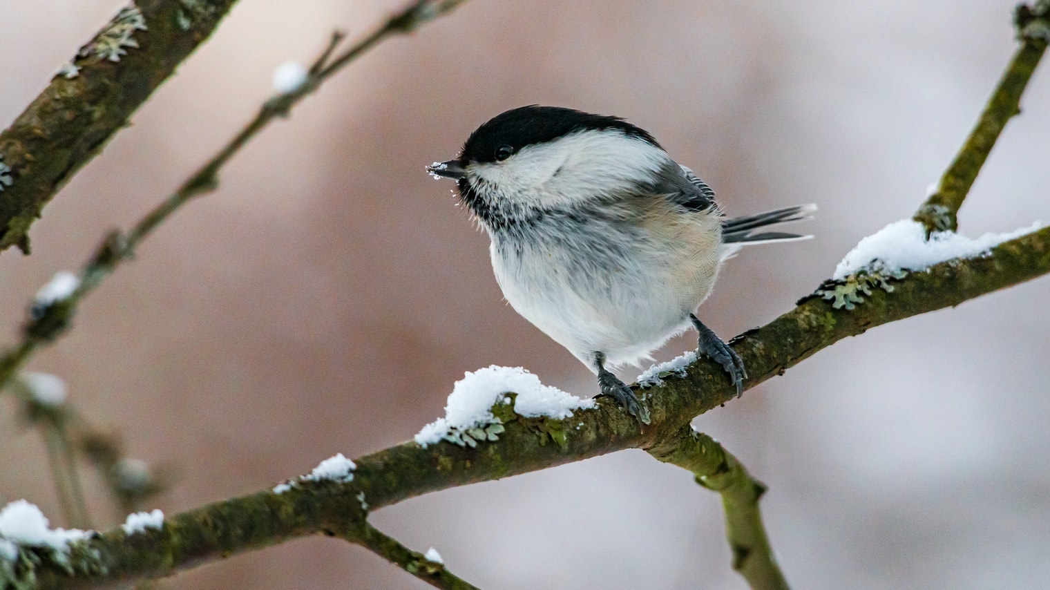 Winter Bird Watching: A Unique Experience