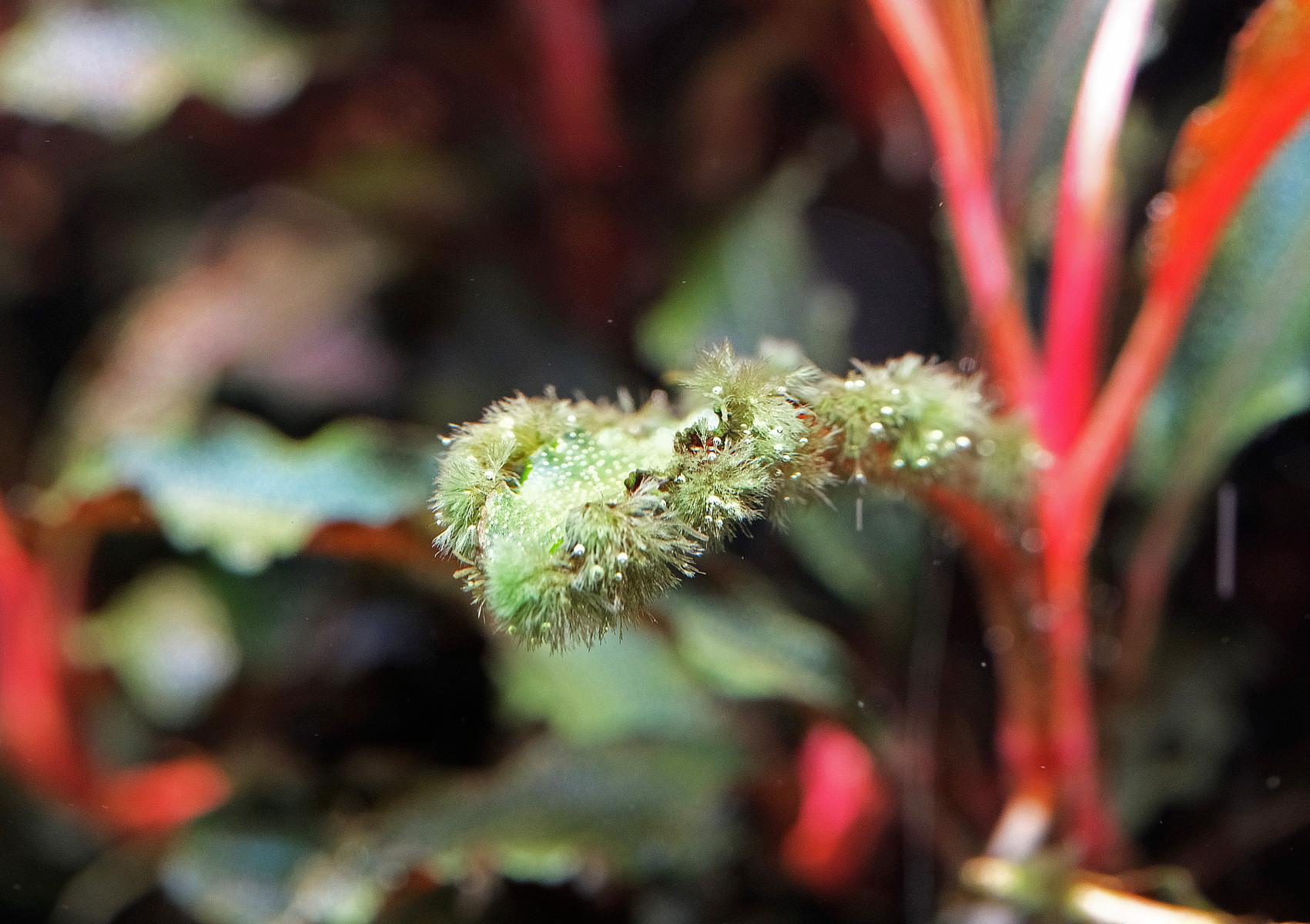 Close up of black brush algae on the edges of a bucephalandra leaf