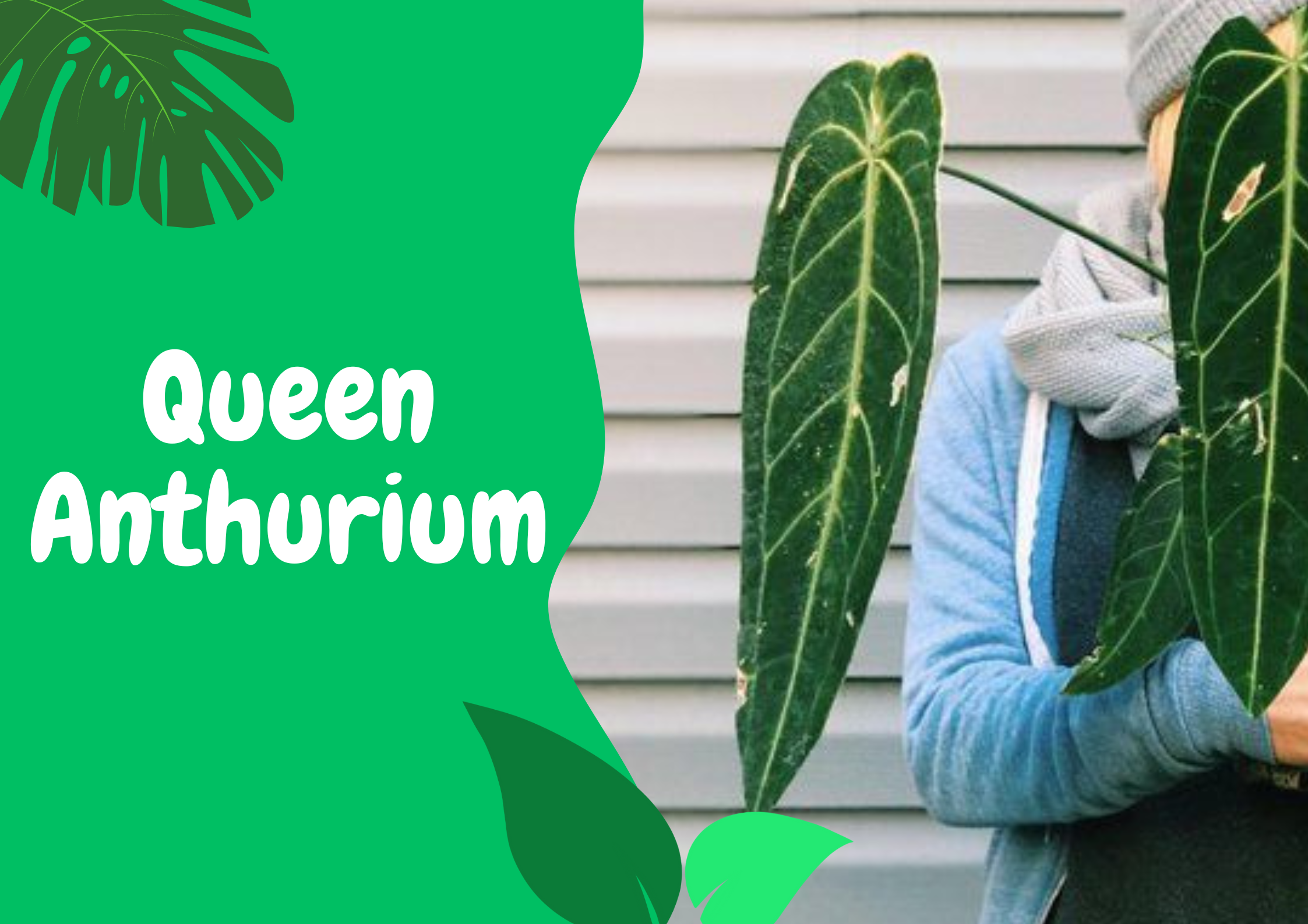queen anthurium