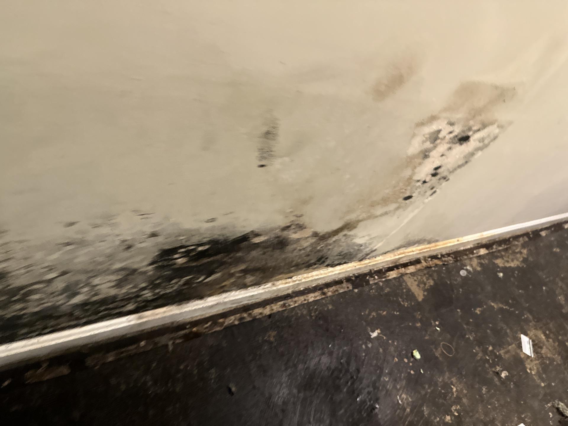 Mold clean up Columbia Maryland 