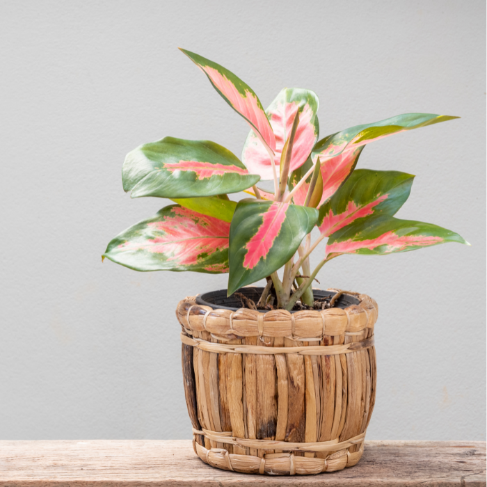 Chinese evergreen with resilient and air-purifying leaves
