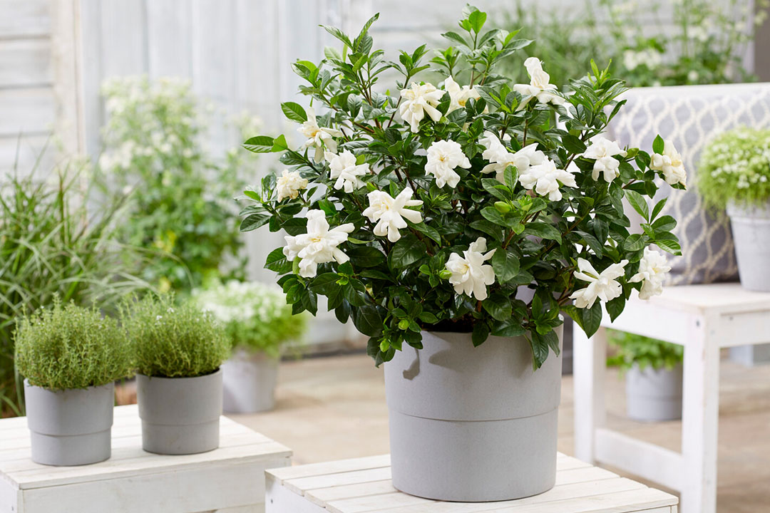Gardenia flowering in a white pot 