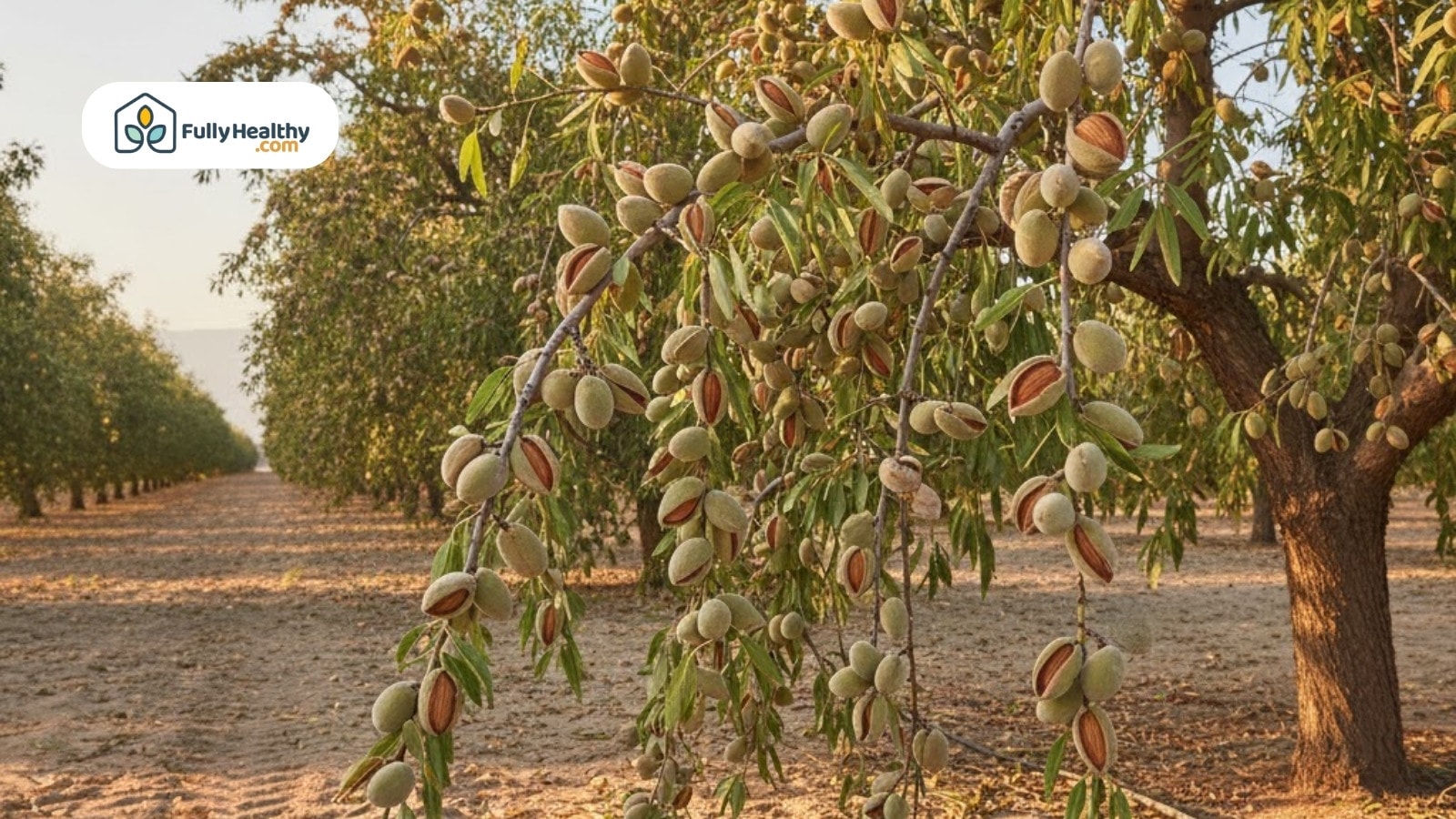Almond tree branches heavy with ripening nuts in orchard