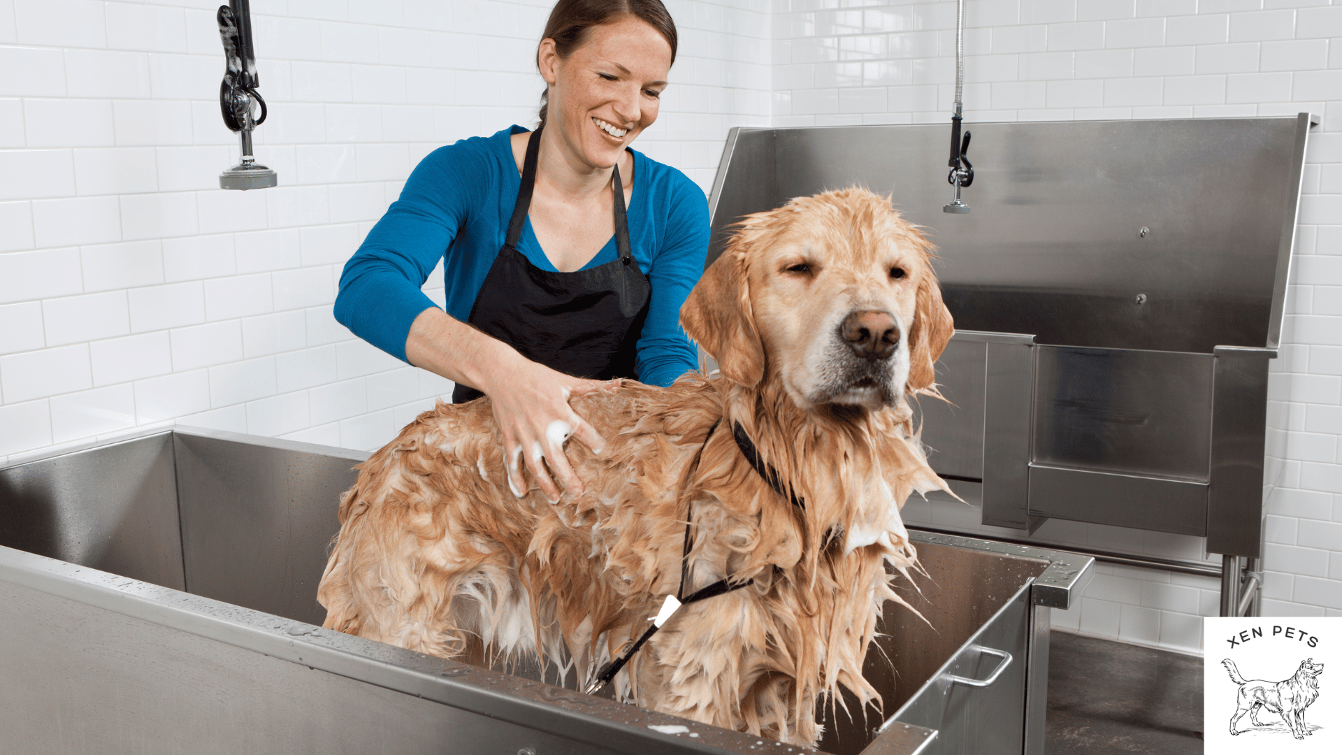 dog getting a bath