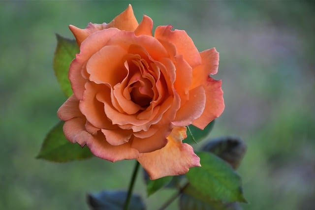 flower, orange rose, rose art lovers