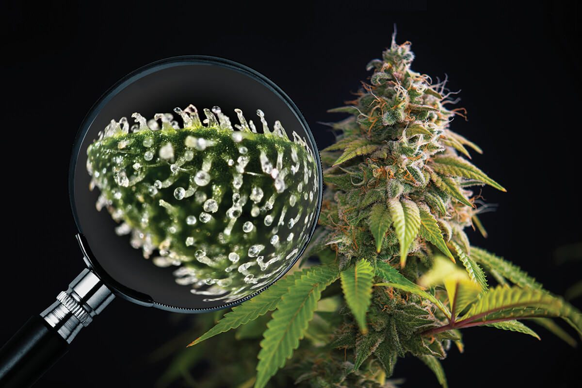 Magnifying Glass for Marijuana