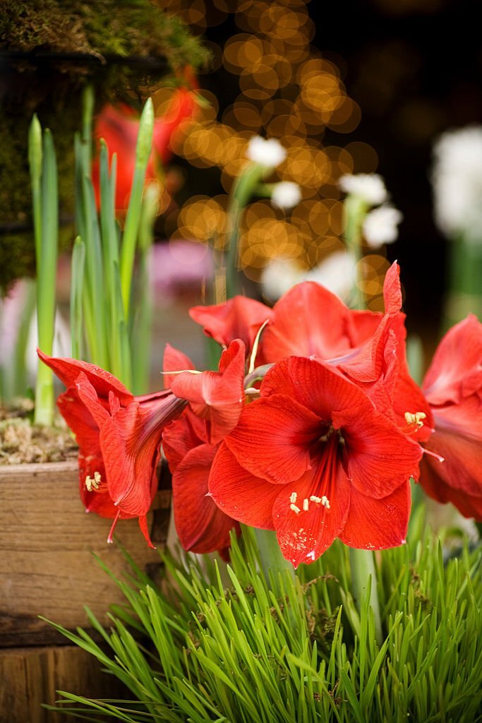 28 Beautiful Flower Names That Start With A 15